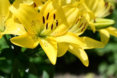 Bahçedeki sarı zambak çiçekleri 