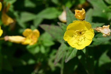 Bahçedeki güzel sarı çiçekler