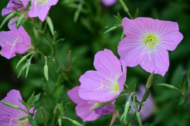 Yaz bahçesinde büyüyen harika pembe çiçekler.