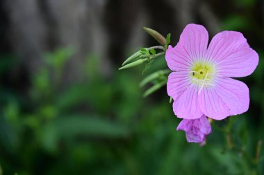 Yaz bahçesinde büyüyen harika pembe çiçekler.