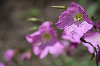 Yaz bahçesinde büyüyen harika pembe çiçekler.