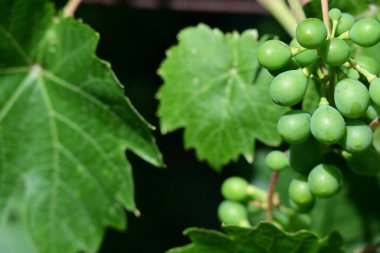 Yeşil üzümleri kaplayın.