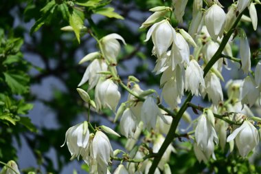 Bahçede açan güzel çiçeklerin yakın plan görüntüsü, çiçek arkaplanı.                      