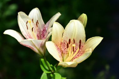Bahçede açan güzel çiçeklerin yakın plan görüntüsü, çiçek arkaplanı.                      