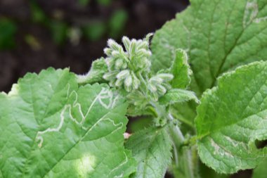 Bahar bahçesinde büyüyen güzel çiçek tomurcuğu 