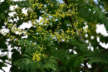 Bahçedeki güzel sarı çiçekler