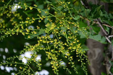 Bahçedeki güzel sarı çiçekler
