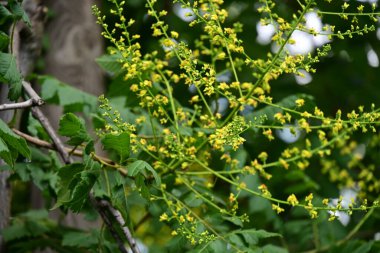 Bahçedeki güzel sarı çiçekler