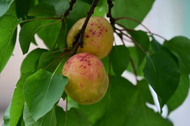 Ağaçtaki yeşil erikler. Kapat - kapat.