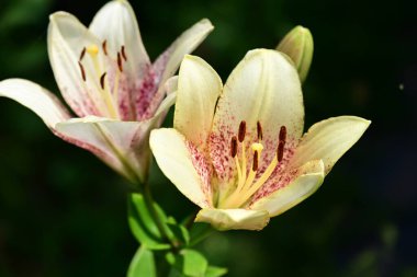 Güneşli yaz gününde bahçede büyüyen güzel çiçekler.