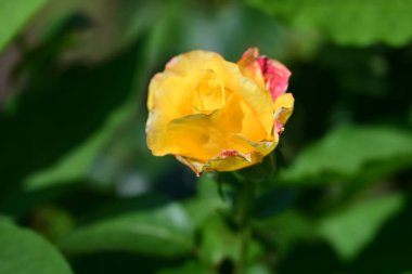 yeşil yaprakları ile Sarı Gül 