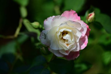 Yaz bahçesindeki güzel çiçeğin yakın görüntüsü.