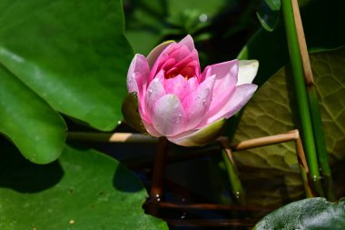 Bahçedeki nilüfer çiçeği 