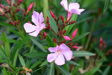 Yaz bahçesinde büyüyen harika pembe çiçekler.