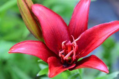 close up view of lily flower in the garden