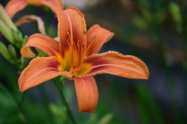 Bahçedeki turuncu zambaklar 