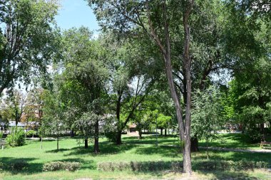 Yazın kırsalda yeşil ağaçlı güzel doğal manzara            