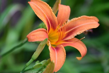 Bahçedeki güzel turuncu zambak çiçeği 