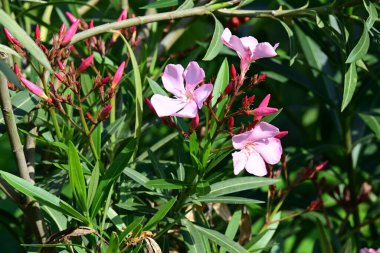 Yaz bahçesinde büyüyen harika pembe çiçekler.