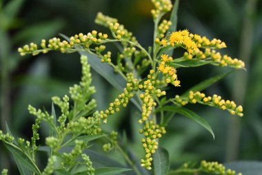 Bahçedeki güzel sarı çiçekler