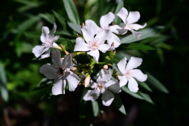 Bahçedeki pembe çiçekleri kapat.