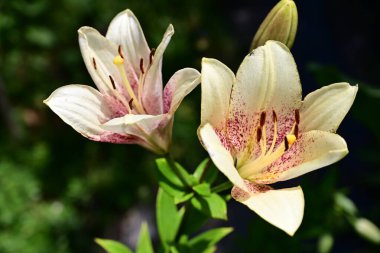 Bahçedeki zambak çiçeğinin yakın görüntüsü
