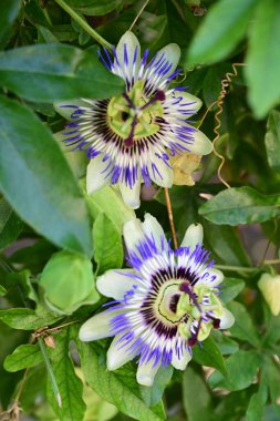 Bahçedeki güzel mor çiçekler