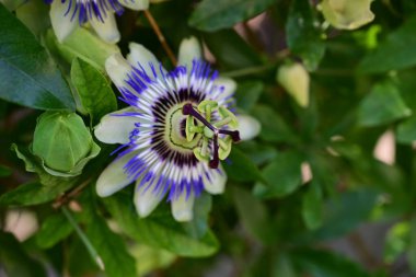 Bahçedeki güzel mor çiçekler