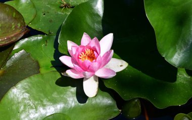 Güzel nilüfer çiçeğine yaklaş 