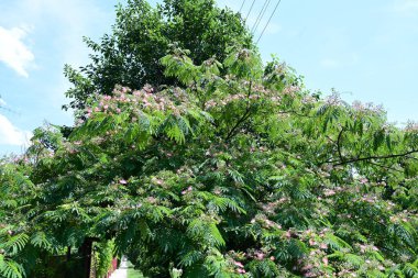 Mavi gökyüzüne karşı ağaç dalları üzerinde yeşil yapraklar