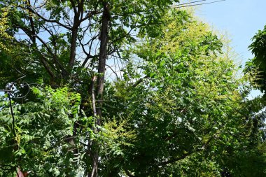 Mavi gökyüzüne karşı ağaç dalları üzerinde yeşil yapraklar