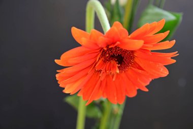 Bahçedeki güzel Gerbera çiçeğinin yakın görüntüsü 