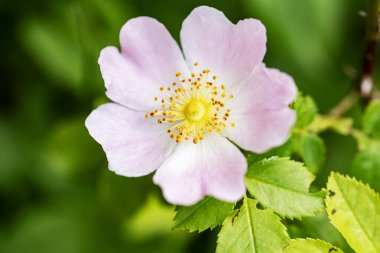 Yaz bahçesinde büyüyen harika pembe çiçekler.