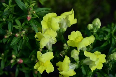 Bahçedeki güzel sarı çiçekler