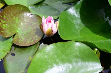 Gölette güzel nilüfer çiçeği