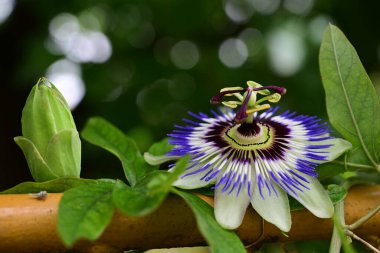 Passiflora çiçeği. Yaklaş.
