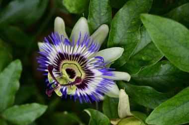 Passiflora çiçeği. Yaklaş.