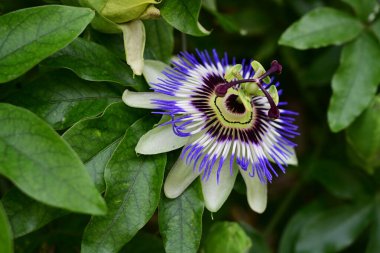 Passiflora çiçeği. Yaklaş.