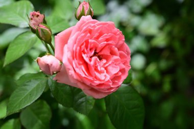 Bahçedeki güzel gül çiçeği