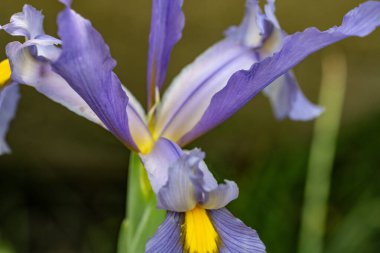 Bahçedeki güzel mor çiçekler