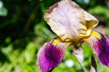 Yaz bahçesindeki güzel çiçeğin yakın görüntüsü.