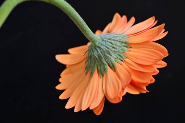 Gerbera güzel çiçek koyu arkaplanda