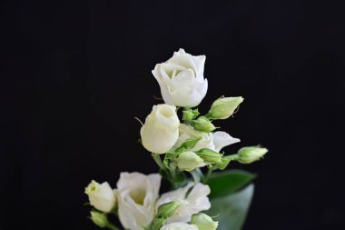 Bahçedeki güzel beyaz çiçekler