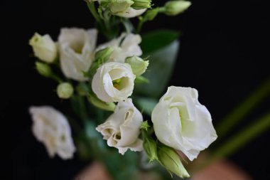 Bahçedeki güzel beyaz çiçekler