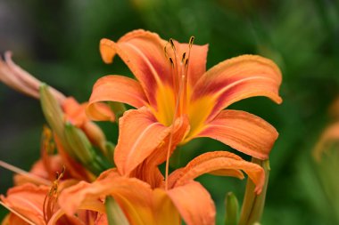 Bahçedeki zambak çiçeğinin yakın görüntüsü