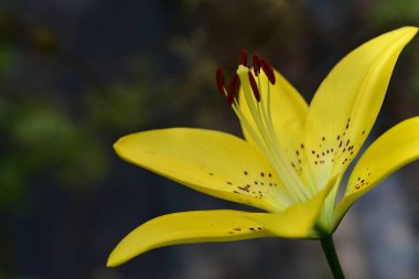 Bahçedeki zambak çiçeğinin yakın görüntüsü