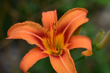 Yazın bahçede kırmızı turuncu zambak 