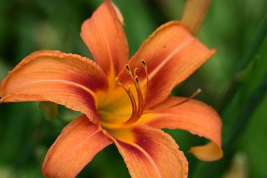 Yazın bahçede kırmızı turuncu zambak 