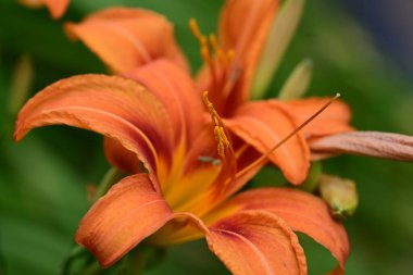 Yazın bahçede kırmızı turuncu zambak 