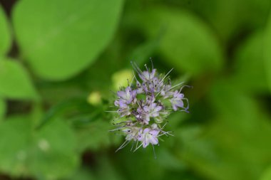 Bahçedeki pembe çiçekleri kapat.